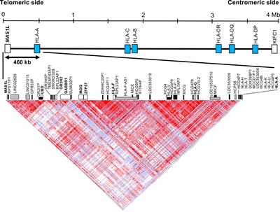 Sequence Variations Within HLA-G and HLA-F Genomic Segments at the Human Leukocyte Antigen Telomeric End Associated With Acute Graft-Versus-Host Disease in Unrelated Bone Marrow Transplantation